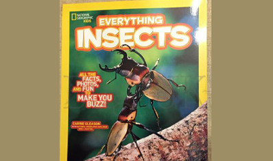Insects : Everything Insects