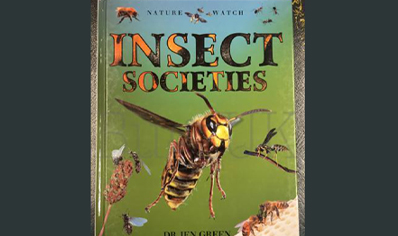 Insects : Insect Societies