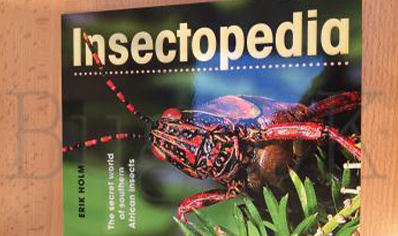Insects : Insectopedia S African Insects- Erik Holm