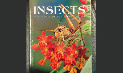 Insects : Insects A Portrait Of The Animal World