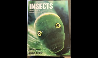 Insects : Insects By Michael Chinery