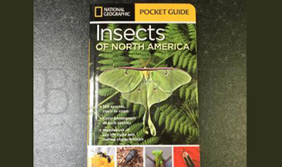 Insects : Insects Of North America