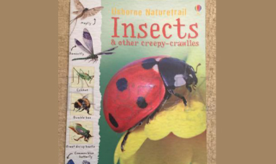 Insects : Naturetrail Insects
