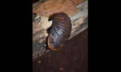 Blaptica dubia (CB by BugzUK) sold in packs of 5