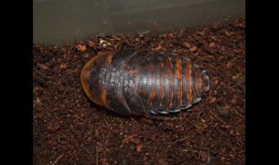 Blaptica dubia (CB by BugzUK) sold in packs of 5