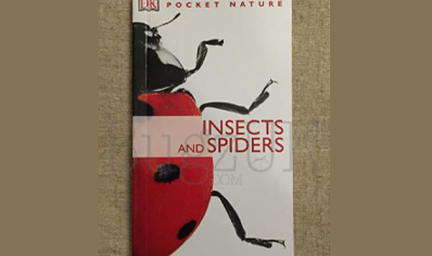 Insects : Pocket Insects And Spiders