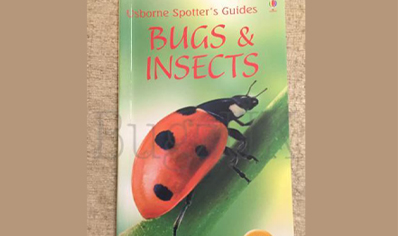 Insects : Usborne Bugs And Insects