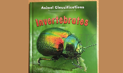 Invertebrates : Animal Classifications Invertebrates