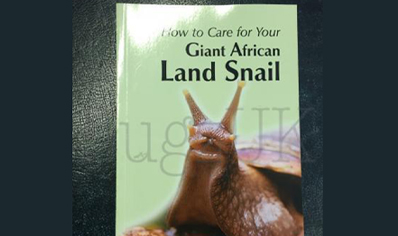 Land Snails : How To Care For Your Giant African Land Snail