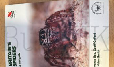 Spiders : Britains Spiders A Field Guide