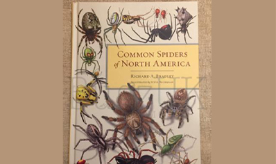 Spiders : Common Spiders Of North America