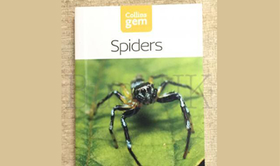Spiders : Spiders