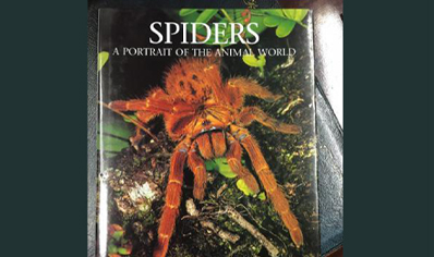 Spiders : Spiders A Portrait Of The Animal World