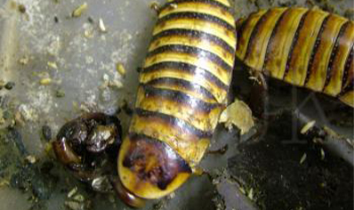 Elliptorhina javanica - Halloween Cockroach (CB by BugzUK) Sold in packs of 5