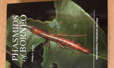 Stick Insects : Phasmids Of Borneo