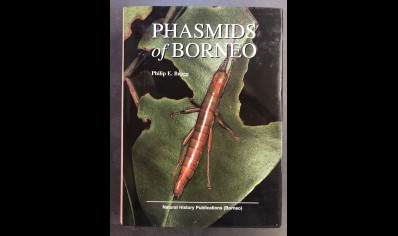 Stick Insects : Phasmids Of Borneo