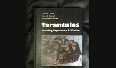 Tarantulas : Tarantulas Breeding Experience And Wildlife