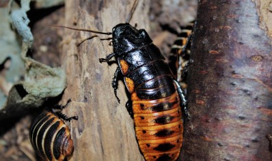 Gromphadorhina oblongata