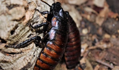 Gromphadorhina portentosa