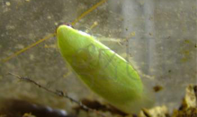 Panchlora nivea - Banana Cockroach (CB by BugzUK) - packs of 10