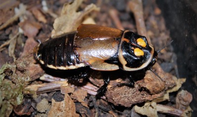 Lucihormetica verrucosa (Headlight) (C/B by BugzUK) sold in packs of 5