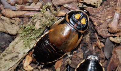 Lucihormetica verrucosa (Headlight) (C/B by BugzUK) sold in packs of 5