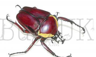Frank Chavez : Dicronorhina Derbyana Red (print Only, Unmounted)