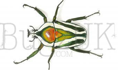 Frank Chavez : Dicronorrhina Derbyana (print Only, Unmounted)