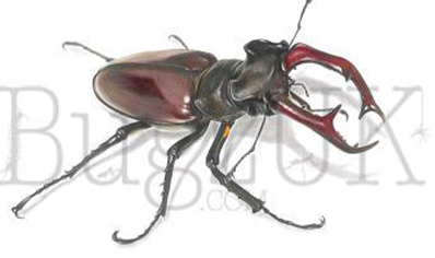 Frank Chavez : Lucanus Cervus Cervus (print Only, Unmounted)