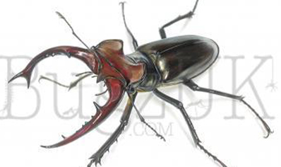 Frank Chavez : Lucanus Elaphus (print Only, Unmounted)