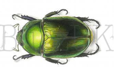 Frank Chavez : Pelidnota Cyanipes (print Only, Unmounted)