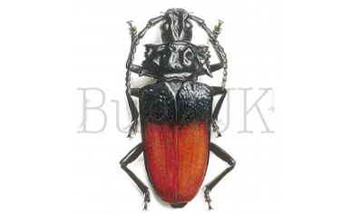 Frank Chavez Print : Solenoptera Dominicensis (print Only, Unmounted)