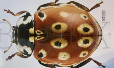 Martyn Warren : Digital Print : Anatis Ocellata (eyed Ladybird)