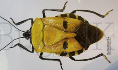 Martyn Warren : Digital Print : Catacanthus Incarnatus (man Faced Shield Bug)