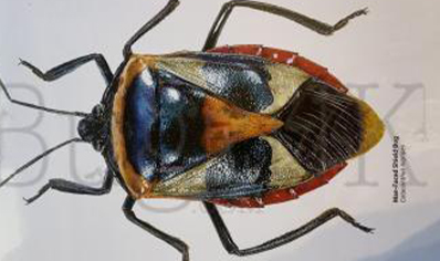 Martyn Warren : Digital Print : Catacanthus Nigripes (man- Faced Shield Bug )