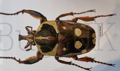 Martyn Warren : Digital Print : Cheirolasia Burkei (flower Beetle)