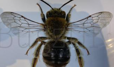 Martyn Warren : Digital Print : Eucera Longicornis (long Horned Bee)