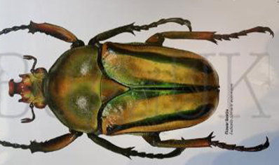 Martyn Warren : Digital Print : Eudicella Colmantii Woermanni (flower Beetle)