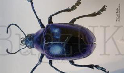 Martyn Warren : Digital Print : Eumolpus Asclepiadeus (blue Leaf Beetle)