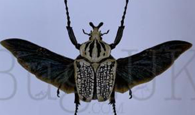Martyn Warren : Digital Print : Goliathus Orientalis (goliath Beetle)