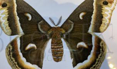 Martyn Warren : Digital Print : Hyalophora Cecropia (cecropia Silkmoth)