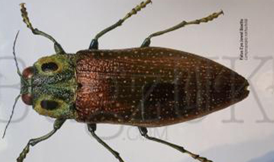 Martyn Warren : Digital Print : Lampropepla Rothschildi (false Eye Jewel Beetle)