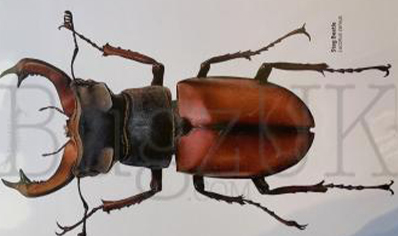 Martyn Warren : Digital Print : Lucanus Servus (stag Beetle)