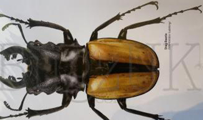 Martyn Warren : Digital Print : Odontolalabis Ludekingi (stag Beetle)