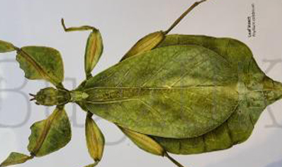 Martyn Warren : Digital Print : Phyllium Celebicum (leaf Insect)