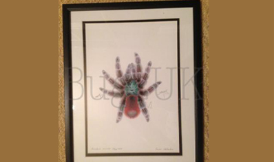 Pictures : Framed Print Avicularia Versicolor In Colour