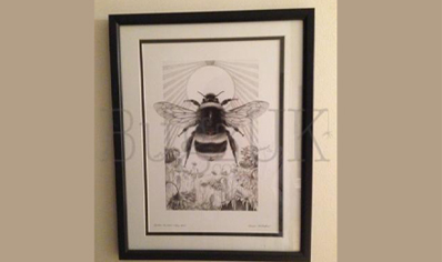 Pictures : Framed Print Bombus Terrestris With Background