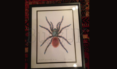 Pictures : Framed Print Chromatopelma Cyanopubescens In Colour