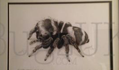 Pictures : Framed Print Euryattus Bleekeri