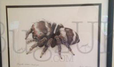 Pictures : Framed Print Euryattus Bleekeri In Colour